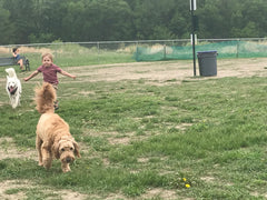 Dog Parks: Good for your dog and your family!