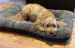 Environmentally friendly & Made in the USA Dog Beds from West Paw